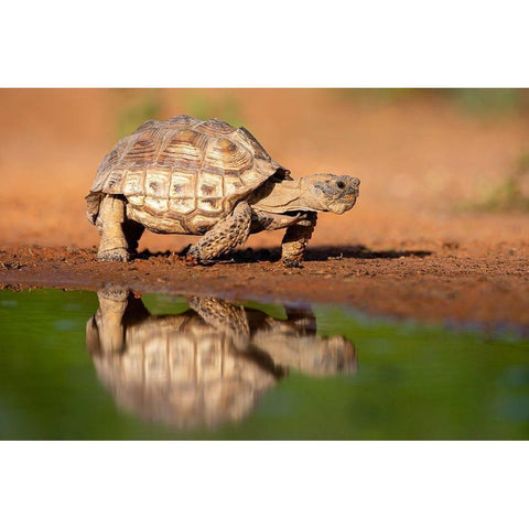 Texas Tortoise (Gopherus berlandieri) walking White Modern Wood Framed Art Print by Ditto, Larry