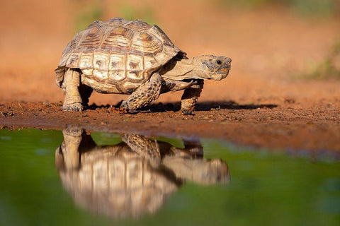 Texas Tortoise (Gopherus berlandieri) walking Black Ornate Wood Framed Art Print with Double Matting by Ditto, Larry