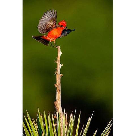 Vermilion Flycatcher (Pyrocephalus rubinus) landing Black Modern Wood Framed Art Print by Ditto, Larry