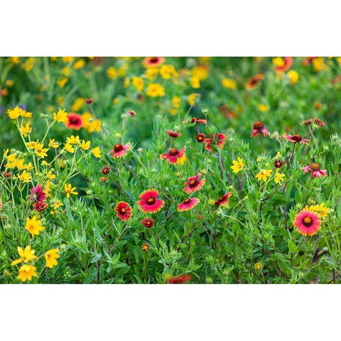 Firewheels (Gaillardia pulchella) in bloom White Modern Wood Framed Art Print by Ditto, Larry