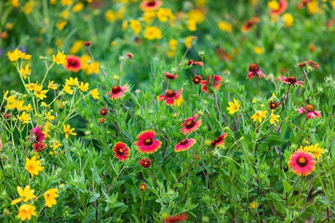 Firewheels (Gaillardia pulchella) in bloom Black Ornate Wood Framed Art Print with Double Matting by Ditto, Larry