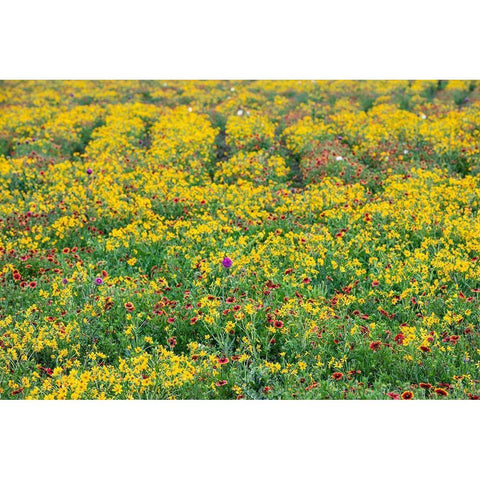 Texas Wildflowers Black Modern Wood Framed Art Print by Ditto, Larry