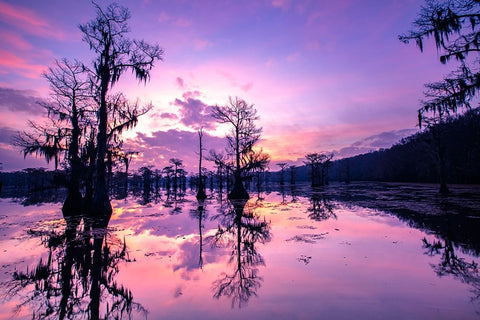 Caddo Lake at sunrise Black Modern Wood Framed Art Print by Ditto, Larry