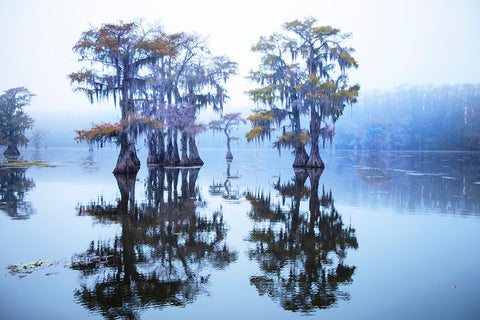 Caddo Lake morning Black Ornate Wood Framed Art Print with Double Matting by Ditto, Larry