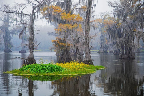 Caddo Lake morning Black Ornate Wood Framed Art Print with Double Matting by Ditto, Larry