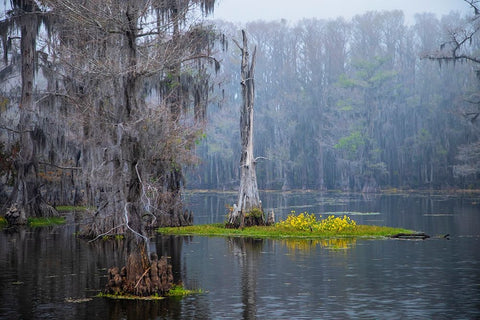 Caddo Lake morning Black Ornate Wood Framed Art Print with Double Matting by Ditto, Larry