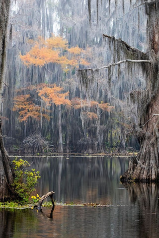 Caddo Lake- Texas Black Ornate Wood Framed Art Print with Double Matting by Ditto, Larry