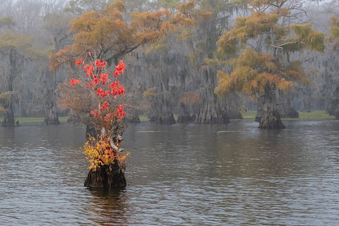 Caddo Lake- Texas with Chinese tallow in fall color Black Ornate Wood Framed Art Print with Double Matting by Ditto, Larry