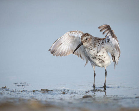 Dunlin-Calidris alpina-(Juvenile) Bolivar Flats-Texas Black Ornate Wood Framed Art Print with Double Matting by Pryor, Maresa