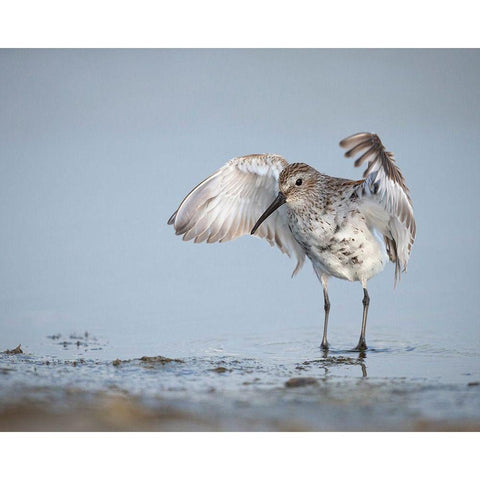 Dunlin-Calidris alpina-(Juvenile) Bolivar Flats-Texas Black Modern Wood Framed Art Print by Pryor, Maresa