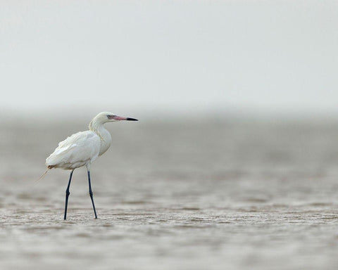 Reddish egret-white phased-Egret rufescens-Bolivar Flats-Texas White Modern Wood Framed Art Print with Double Matting by Pryor, Maresa