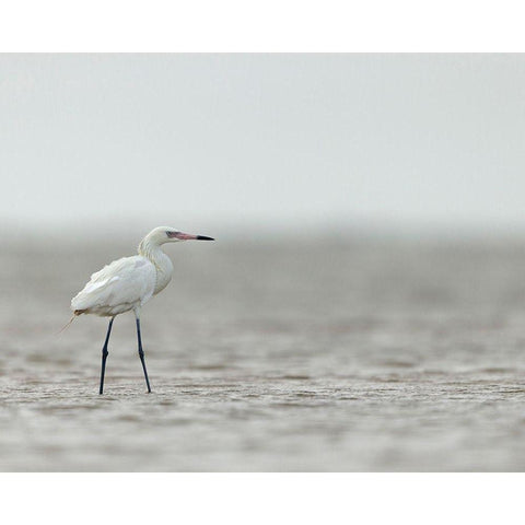 Reddish egret-white phased-Egret rufescens-Bolivar Flats-Texas Black Modern Wood Framed Art Print with Double Matting by Pryor, Maresa