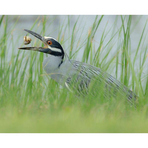 Yellow-crowned night heron eating a crab Nyctanassa violacea-Horseshoe Marsh-Texas Black Modern Wood Framed Art Print by Pryor, Maresa