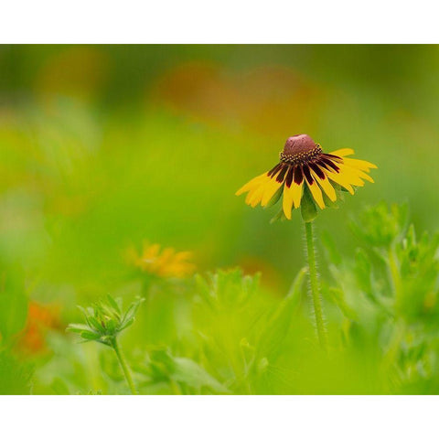 Butterfly garden at the Willows trail-Anahuac National Wildlife Refuge-Texas Black Modern Wood Framed Art Print with Double Matting by Pryor, Maresa