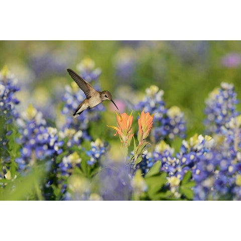 Black-Chinned Hummingbird Black Modern Wood Framed Art Print by Nussbaumer, Rolf
