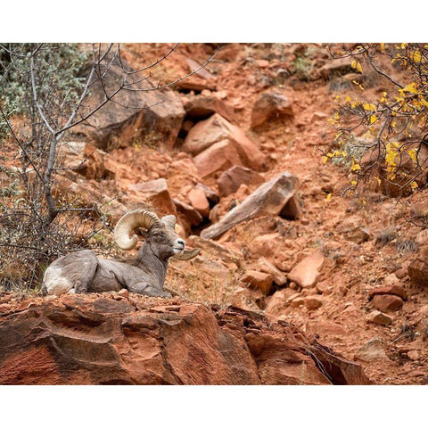 Utah-Zion National Park-Bighorn sheep ram surveys his domain Gold Ornate Wood Framed Art Print with Double Matting by Collins, Ann