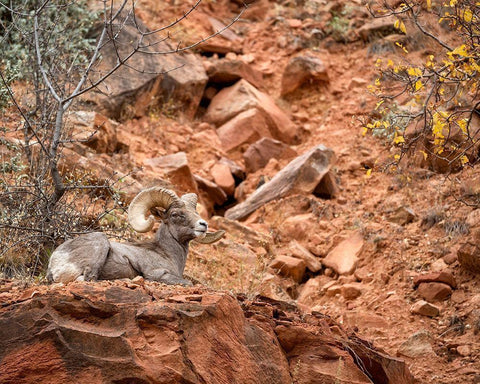 Utah-Zion National Park-Bighorn sheep ram surveys his domain White Modern Wood Framed Art Print with Double Matting by Collins, Ann
