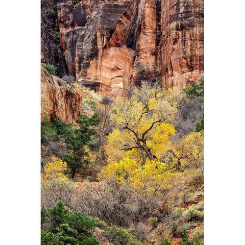 Utah-Zion National Park-Autumn color high above the canyon Gold Ornate Wood Framed Art Print with Double Matting by Collins, Ann