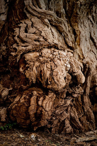 USA-Utah-Torrey Capitol Reef National Park-The Mail Tree-Fremont Cottonwood Black Ornate Wood Framed Art Print with Double Matting by Friel, Bernard