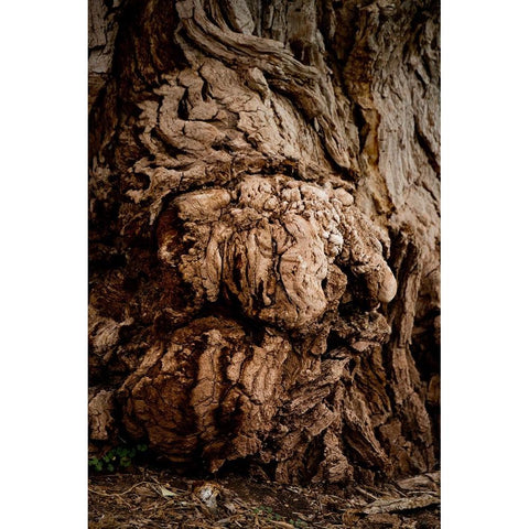USA-Utah-Torrey Capitol Reef National Park-The Mail Tree-Fremont Cottonwood Gold Ornate Wood Framed Art Print with Double Matting by Friel, Bernard