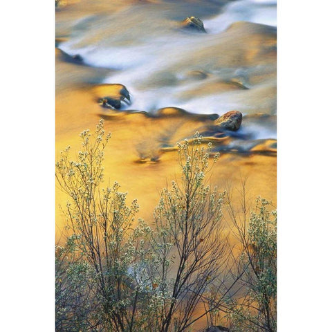 UT, Zion NP, Virgin River With Canyon Reflections White Modern Wood Framed Art Print by Rotenberg, Nancy