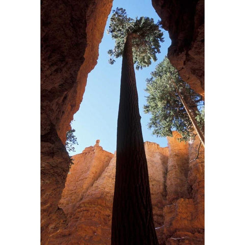 UT, Bryce Canyon Tall pine in Wall Street canyon Gold Ornate Wood Framed Art Print with Double Matting by Young, Bill
