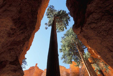 UT, Bryce Canyon Tall pine in Wall Street canyon Black Ornate Wood Framed Art Print with Double Matting by Young, Bill