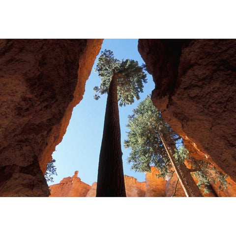 UT, Bryce Canyon Tall pine in Wall Street canyon Black Modern Wood Framed Art Print by Young, Bill