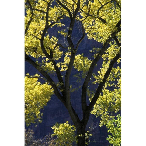 UT, Zion NP, Grotto Backlit cottonwood in autumn Gold Ornate Wood Framed Art Print with Double Matting by Young, Bill