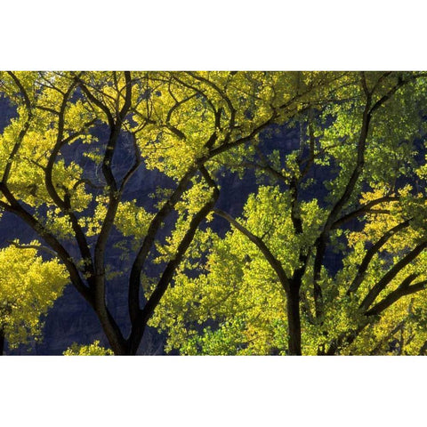UT, Zion NP, Grotto Backlit cottonwood in autumn Gold Ornate Wood Framed Art Print with Double Matting by Young, Bill