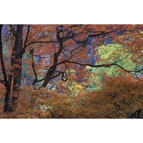 UT, Zion NP Maple tree with orange autumn leaves White Modern Wood Framed Art Print by Young, Bill