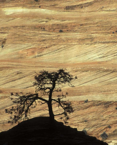 UT, Zion NP Pine tree silhouetted against rock White Modern Wood Framed Art Print with Double Matting by Young, Bill