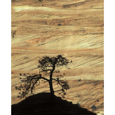 UT, Zion NP Pine tree silhouetted against rock Black Modern Wood Framed Art Print by Young, Bill