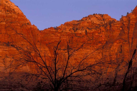 UT, Zion NP Silhouette of barren tree at sunset Black Ornate Wood Framed Art Print with Double Matting by Young, Bill