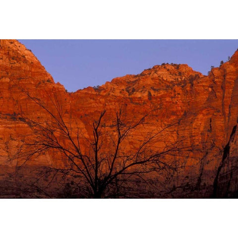 UT, Zion NP Silhouette of barren tree at sunset White Modern Wood Framed Art Print by Young, Bill