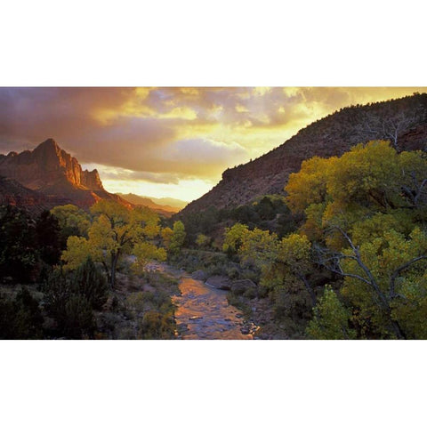 UT, Zion NP  Canyon landscape at sunset Black Modern Wood Framed Art Print by Young, Bill