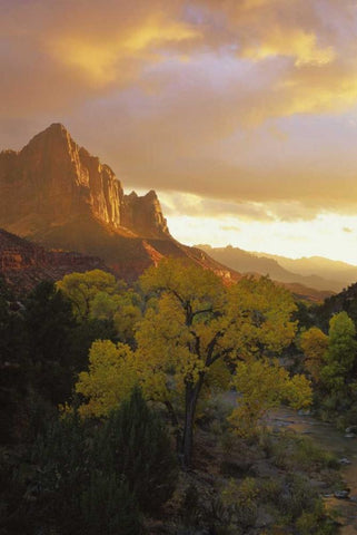 UT, Zion NP  Canyon landscape at sunset White Modern Wood Framed Art Print with Double Matting by Young, Bill