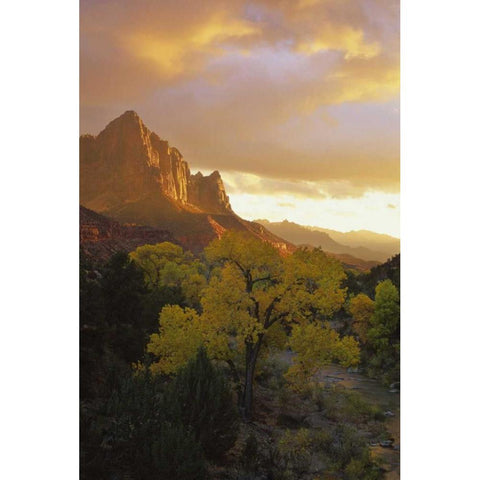 UT, Zion NP  Canyon landscape at sunset Black Modern Wood Framed Art Print with Double Matting by Young, Bill