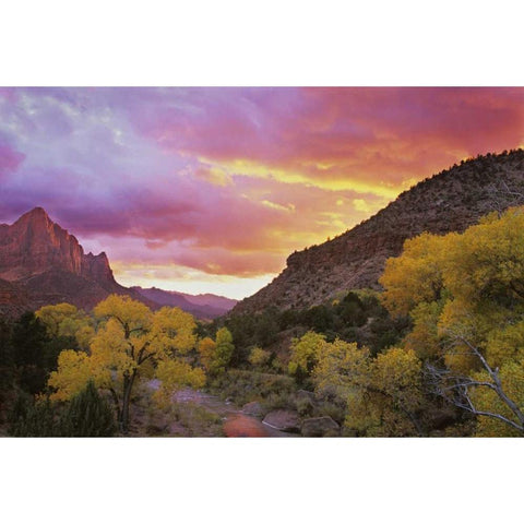 UT, Zion NP  Canyon landscape at sunset Gold Ornate Wood Framed Art Print with Double Matting by Young, Bill
