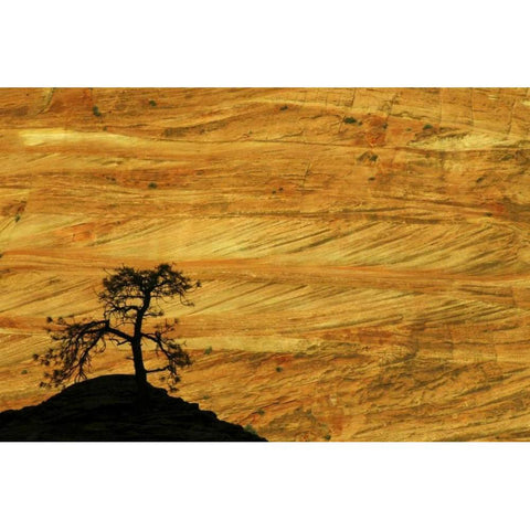 UT, Zion NP The silhouette of a small tree Black Modern Wood Framed Art Print by Kaveney, Wendy