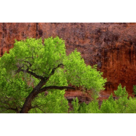 Utah, Arches NP Cottonwood tree against red rock Black Modern Wood Framed Art Print by Paulson, Don