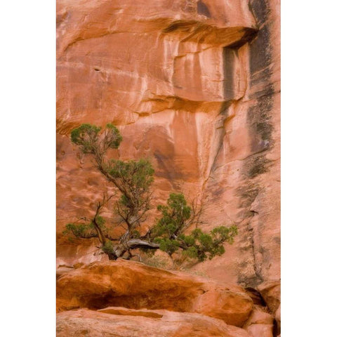 UT, Long Canyon A juniper tree against the cliff Black Modern Wood Framed Art Print by Paulson, Don