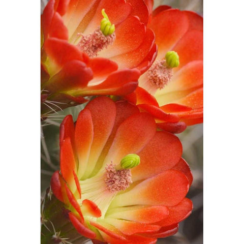 Utah, Canyonlands NP Detail of claret cup cactus Black Modern Wood Framed Art Print by Paulson, Don