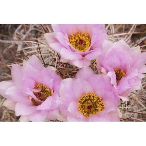 Utah, Canyonlands NP Hedgehog cactus flowers Black Modern Wood Framed Art Print with Double Matting by Paulson, Don