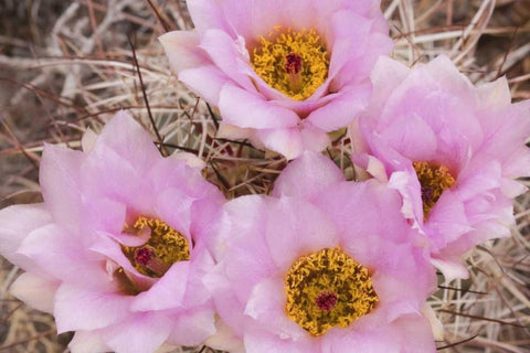 Utah, Canyonlands NP Hedgehog cactus flowers Black Ornate Wood Framed Art Print with Double Matting by Paulson, Don