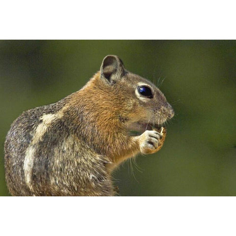 UT, Bryce Canyon Golden-mantled ground squirrel Gold Ornate Wood Framed Art Print with Double Matting by Welling, Dave