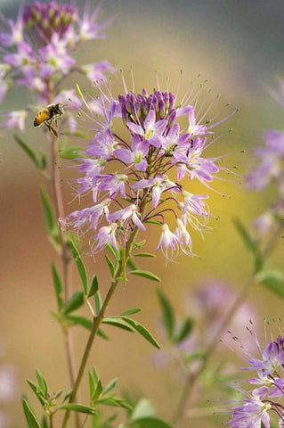Utah Honey bee landing on mountain bee plant White Modern Wood Framed Art Print with Double Matting by Welling, Dave