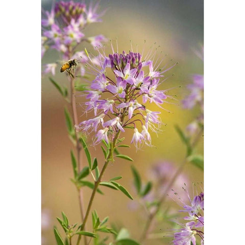Utah Honey bee landing on mountain bee plant Gold Ornate Wood Framed Art Print with Double Matting by Welling, Dave