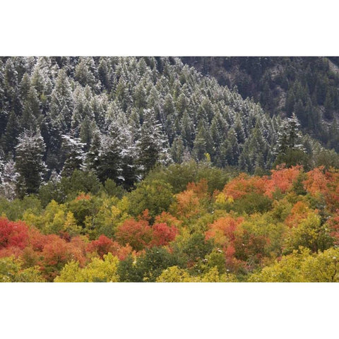 UT, Little Cottonwood Canyon Autumn snowfall Black Modern Wood Framed Art Print by Grall, Don