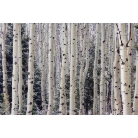 USA, Utah Aspen trees in Hells Backbone area Black Modern Wood Framed Art Print with Double Matting by Paulson, Don